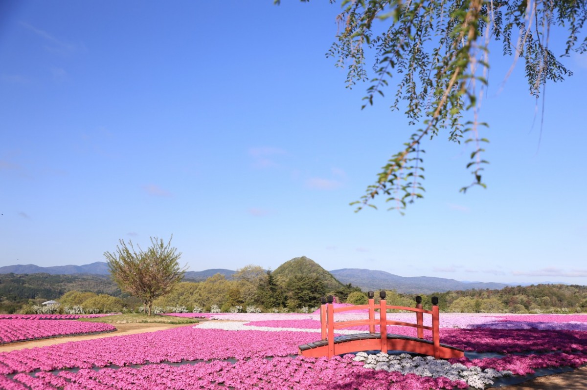 広島県世羅町のフラワースポット『Flower village 花夢の里』の芝桜