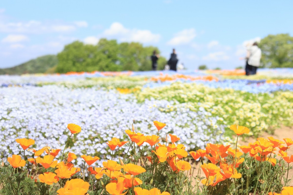 広島県世羅町のフラワースポット『Flower village 花夢の里』の春のパッチワーク