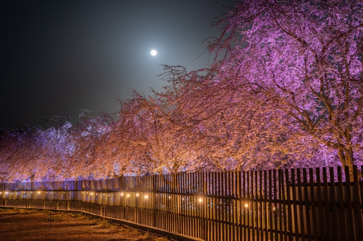広島県世羅町のフラワースポット『世羅高原』の夜桜ライトアップ