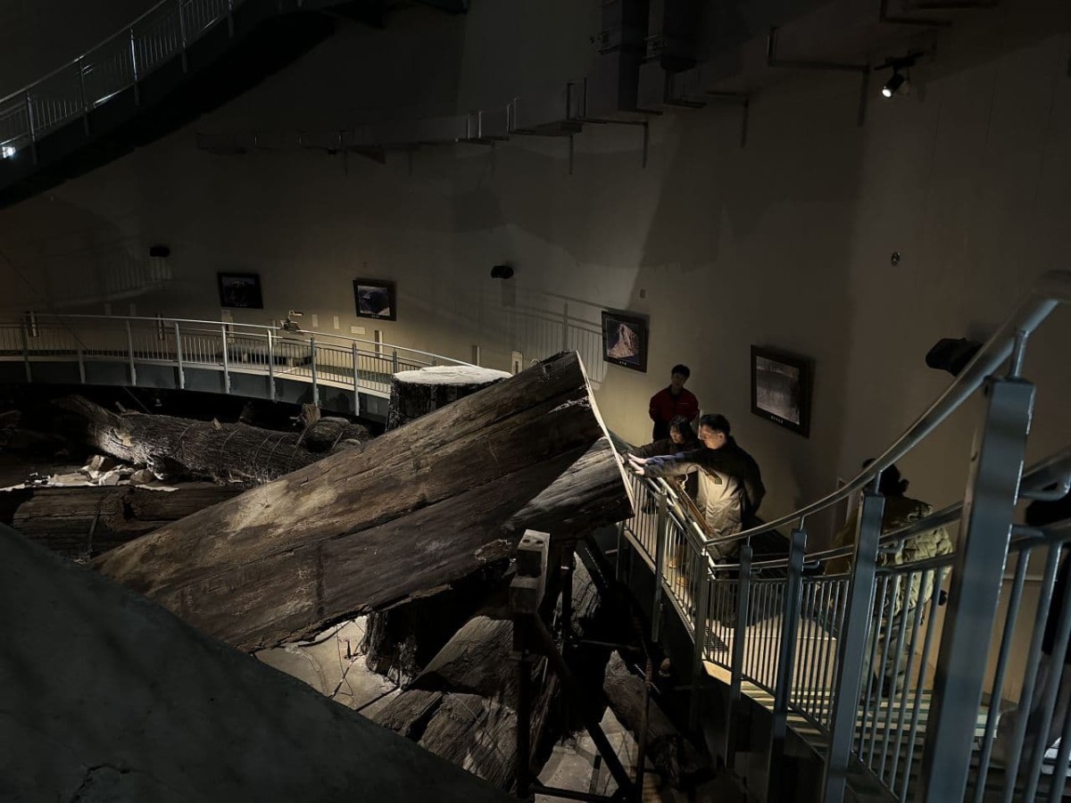 島根県大田市の観光施設「さんべ縄文の森ミュージアム」の埋没林