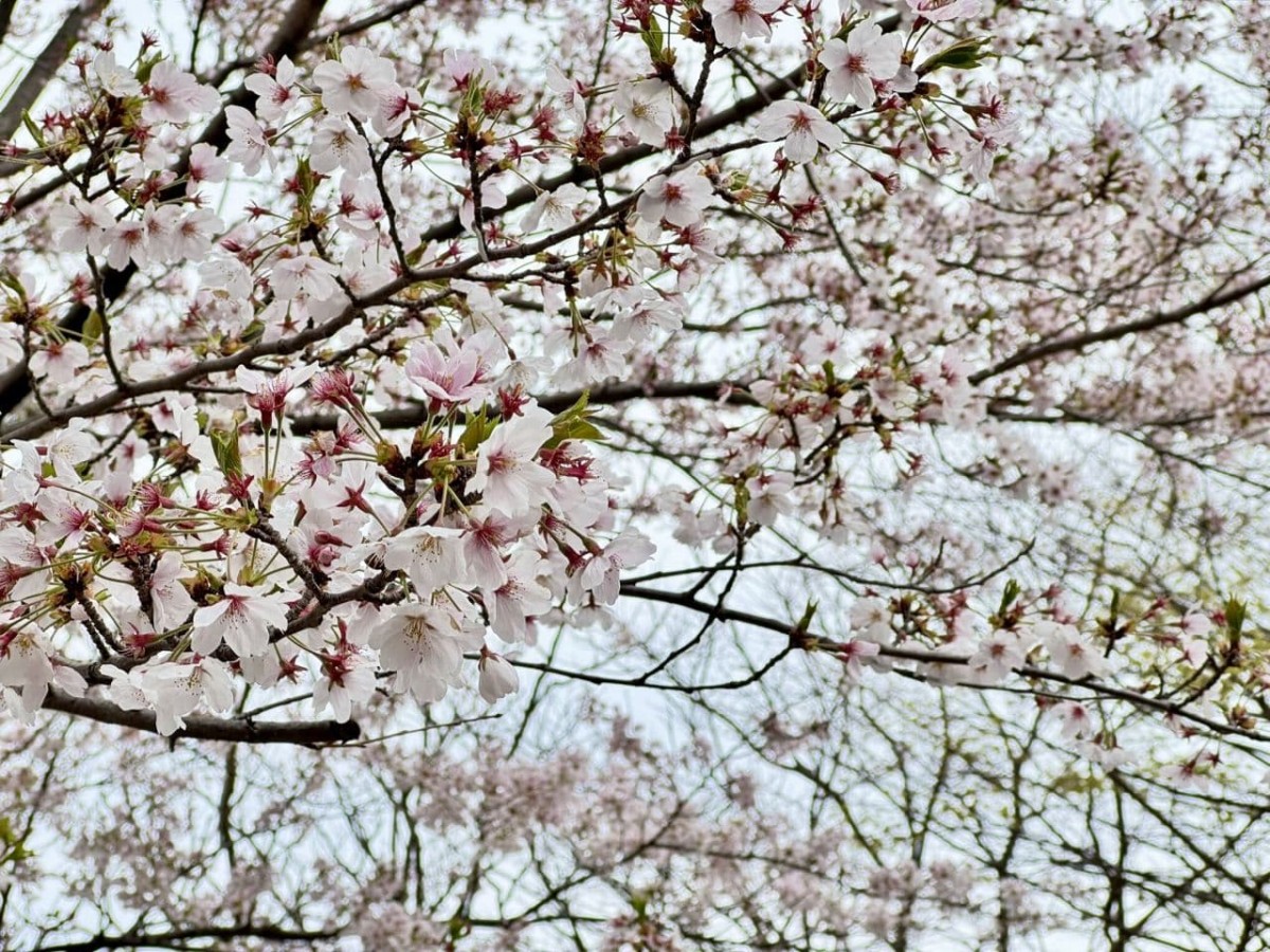 松江市米子町の公園『城東都市緑地』に咲いていた桜