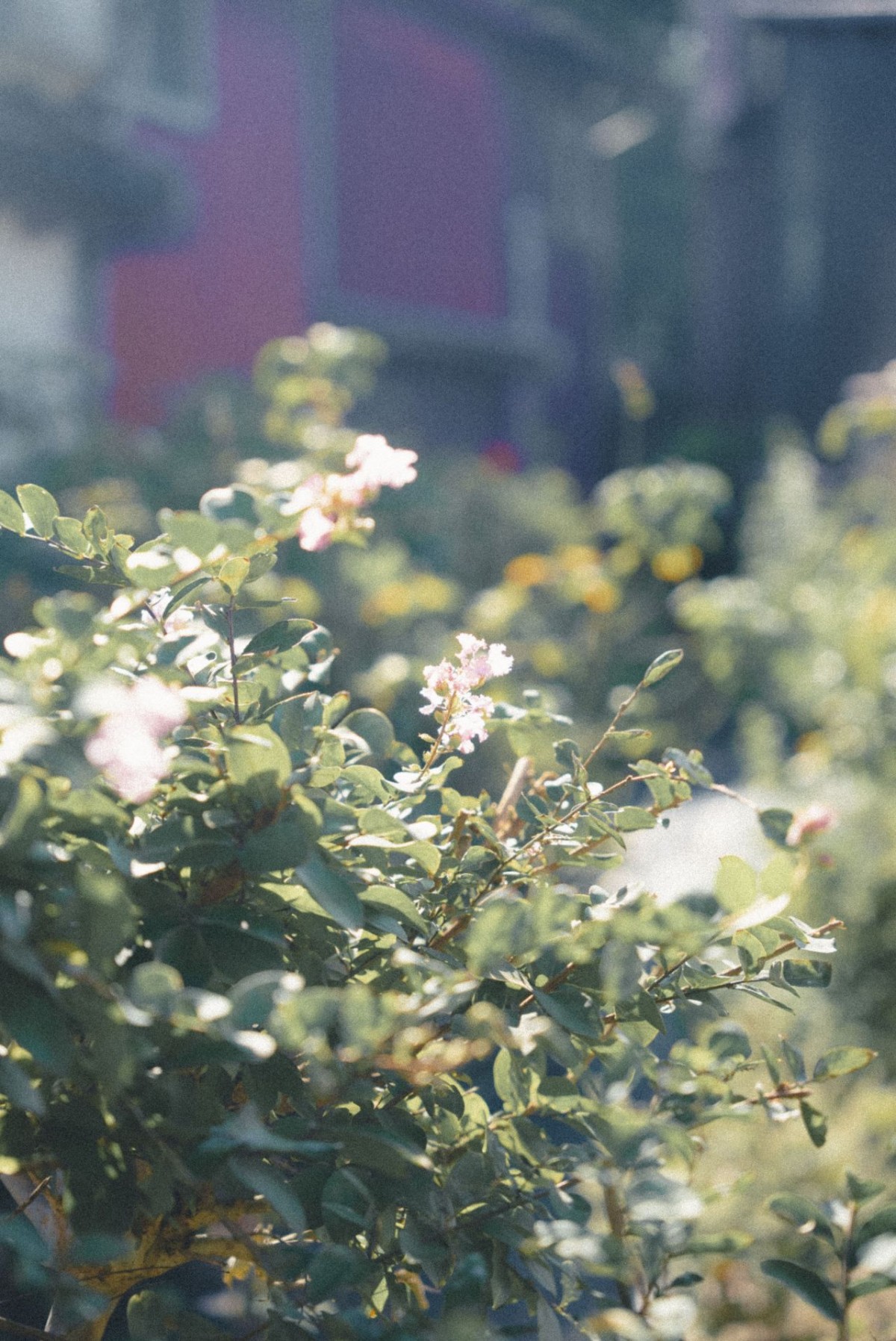 出雲市にある体験施設『出雲ハーブ苑 神々の庭』のハーブ園