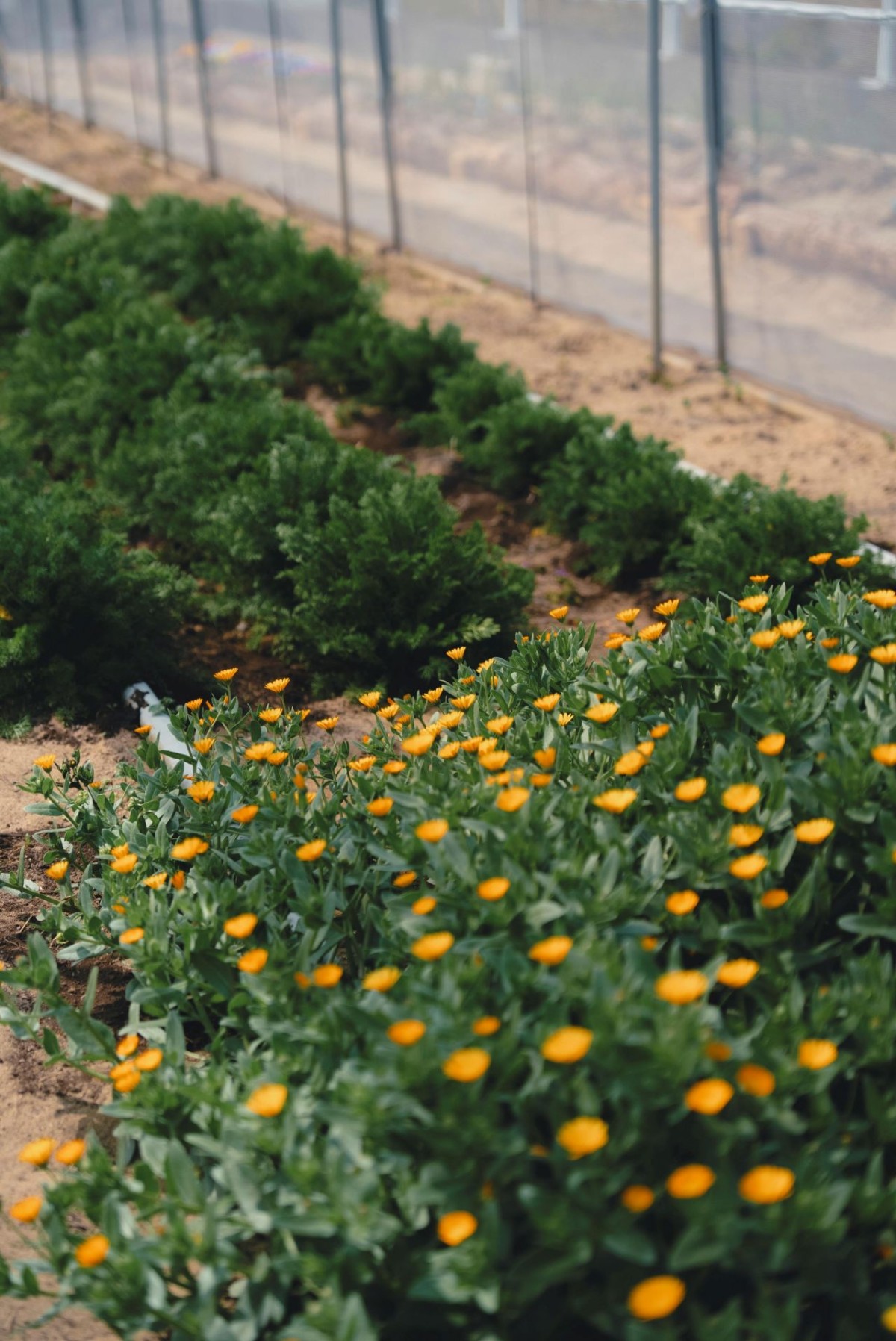 出雲市にある体験施設『出雲ハーブ苑 神々の庭』のハーブ園