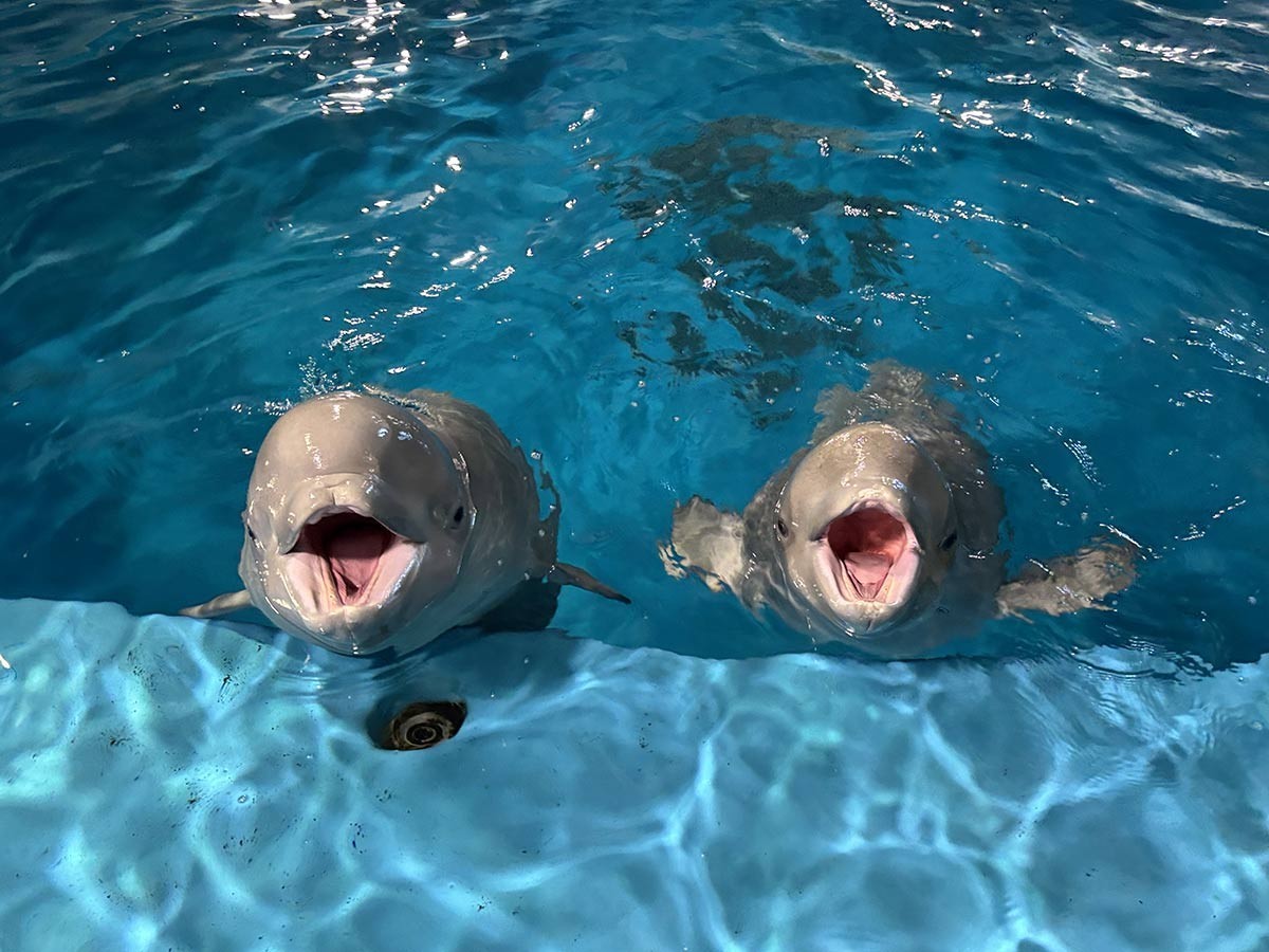 島根県の水族館「アクアス」のシロイルカ