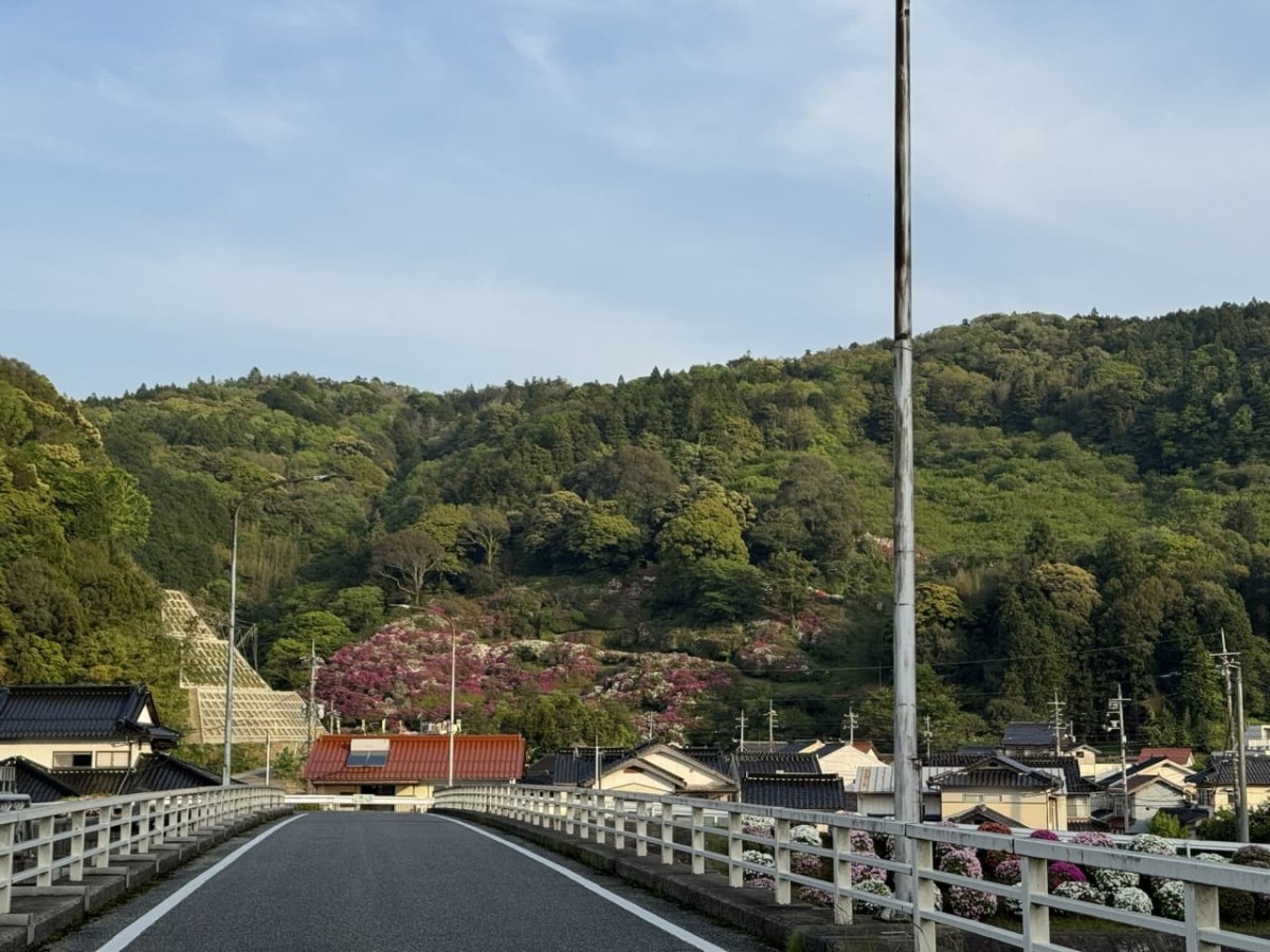 遠くから見た三隅公園のツツジ