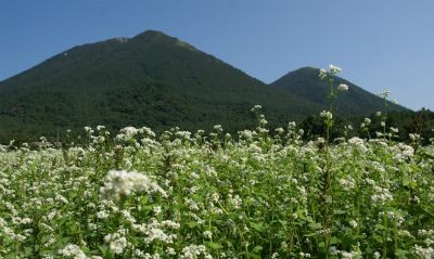 三瓶山麓のそば畑