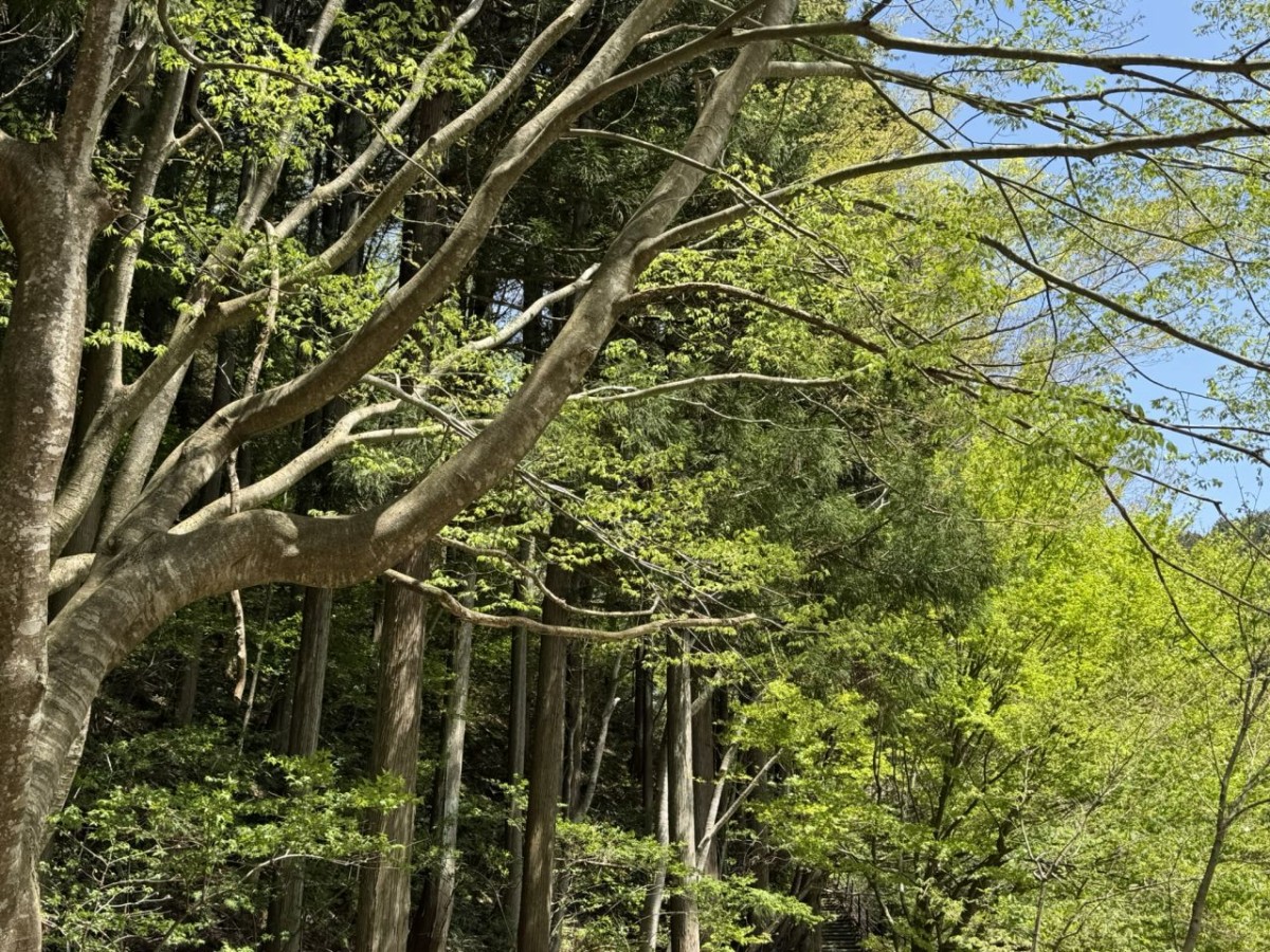 セラピーロードの風景