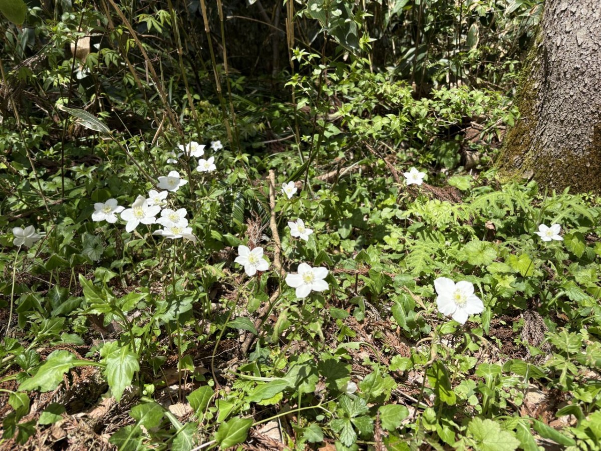 セラピーロードに咲いていた花
