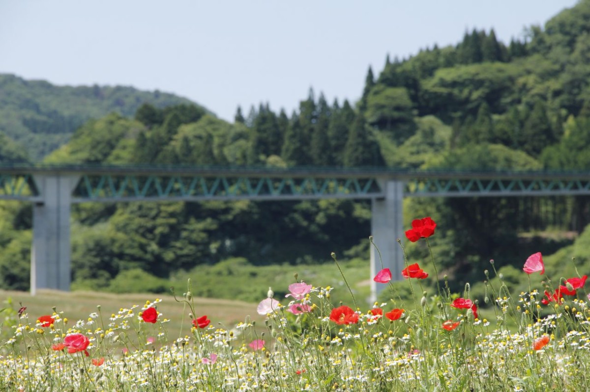 島根県飯南町のフラワースポット『東三瓶フラワーバレイ』に咲くポピー