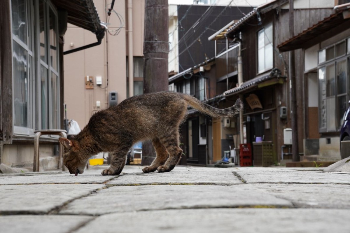 松江市美保関町の青石畳通りにいたネコ