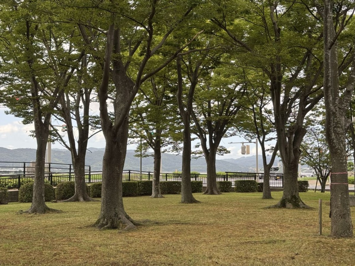 松江市末次町の「末次公園」の木立