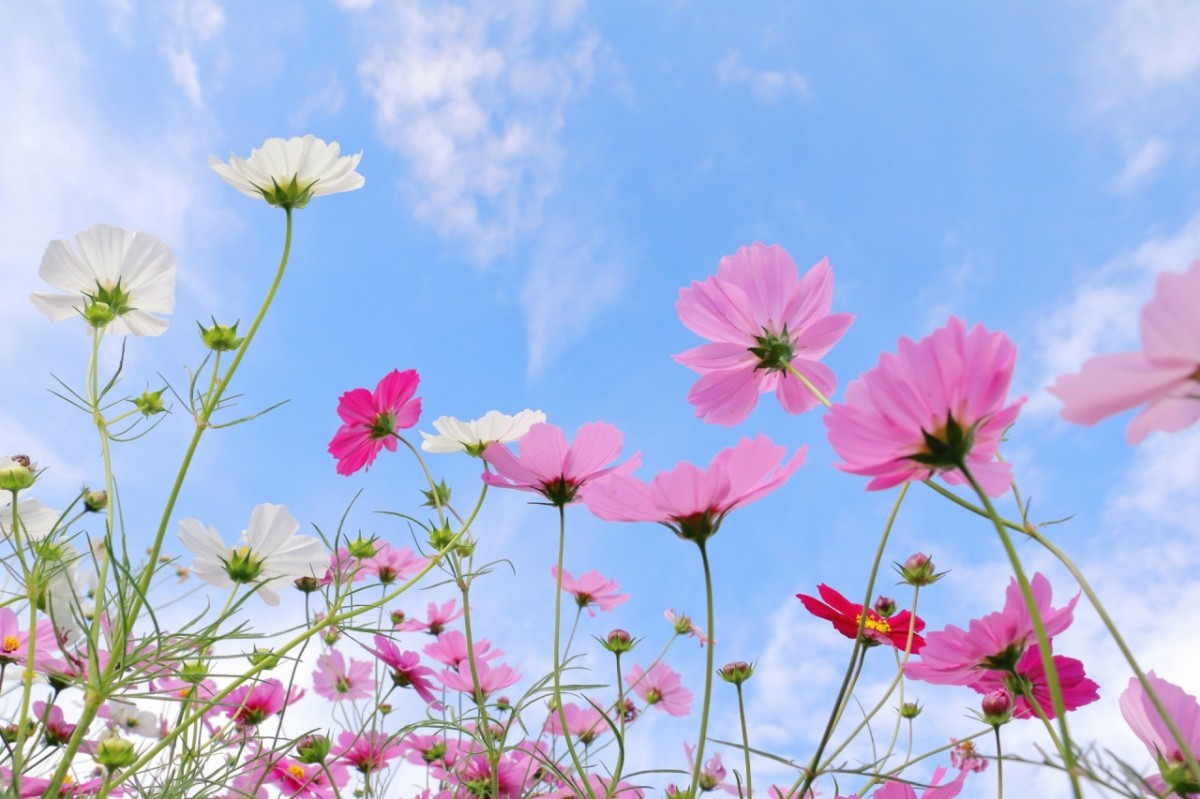 花開くコスモス