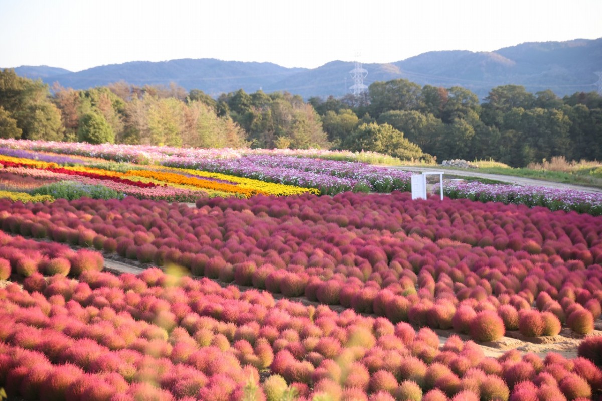 広島県世羅町『Flower village 花夢の里』で色づきが進むコキアと見頃のコスモスが広がる花畑