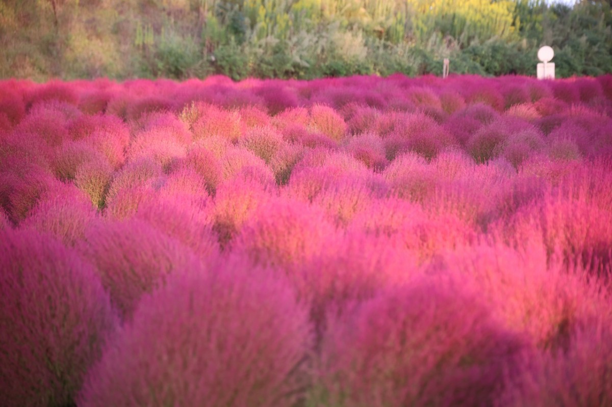 広島県世羅町『Flower village 花夢の里』で秋色に変わり始めたコキア