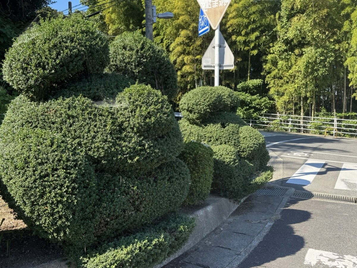 島根県松江市の松江市立第二中学校前に並ぶ植栽