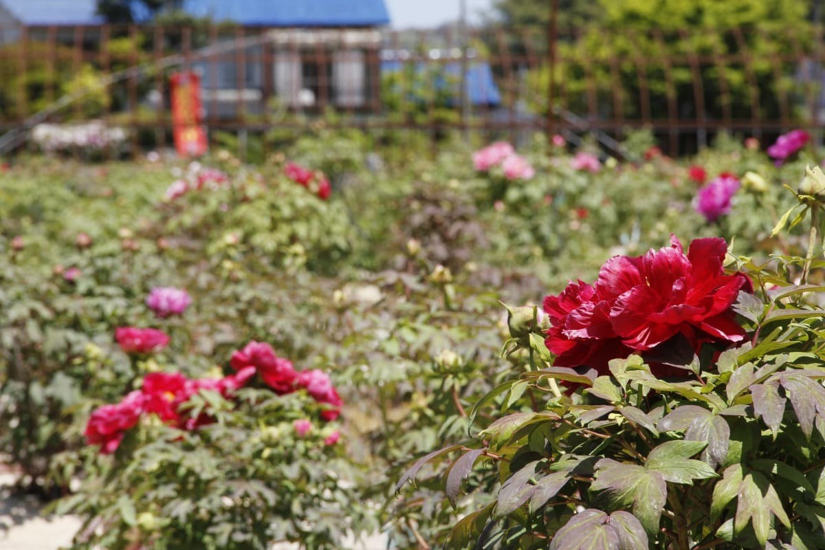 島根県飯南町にあるフラワースポット『赤名観光ぼたん園』で開花中のボタン