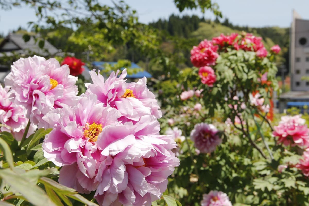島根県飯南町にあるフラワースポット『赤名観光ぼたん園』で開花中のボタン