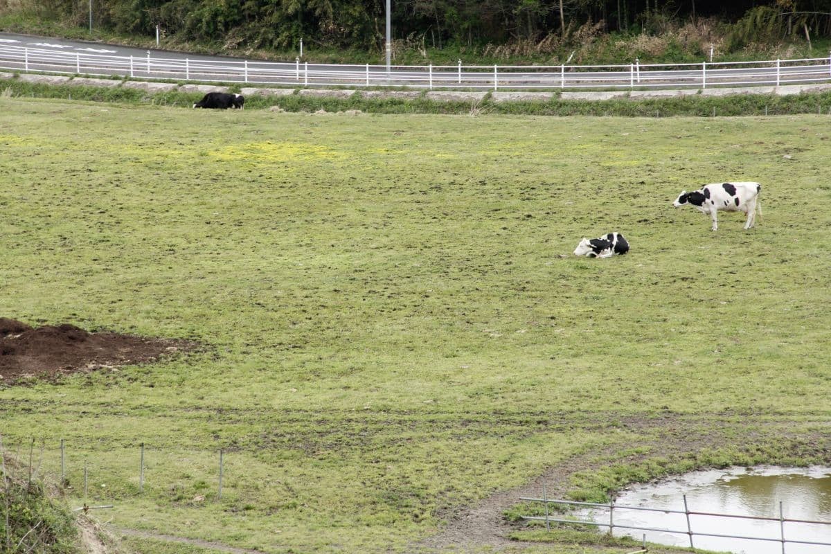 雲南市の「ダムの見える牧場」で放牧されている牛