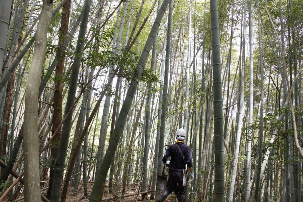 奥出雲町で開催されている体験プログラム「出雲の山墾」の活動中の様子
