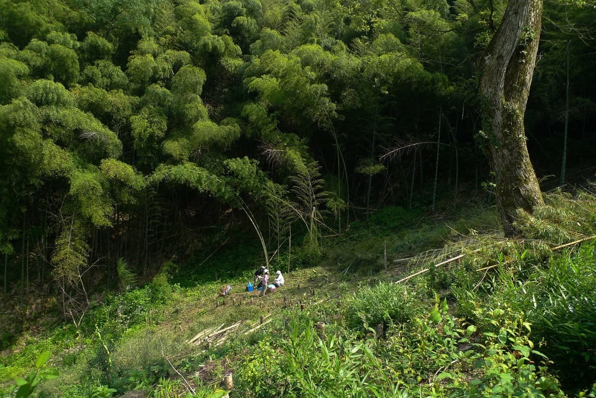 奥出雲町で開催されている体験プログラム「出雲の山墾」の活動中の様子