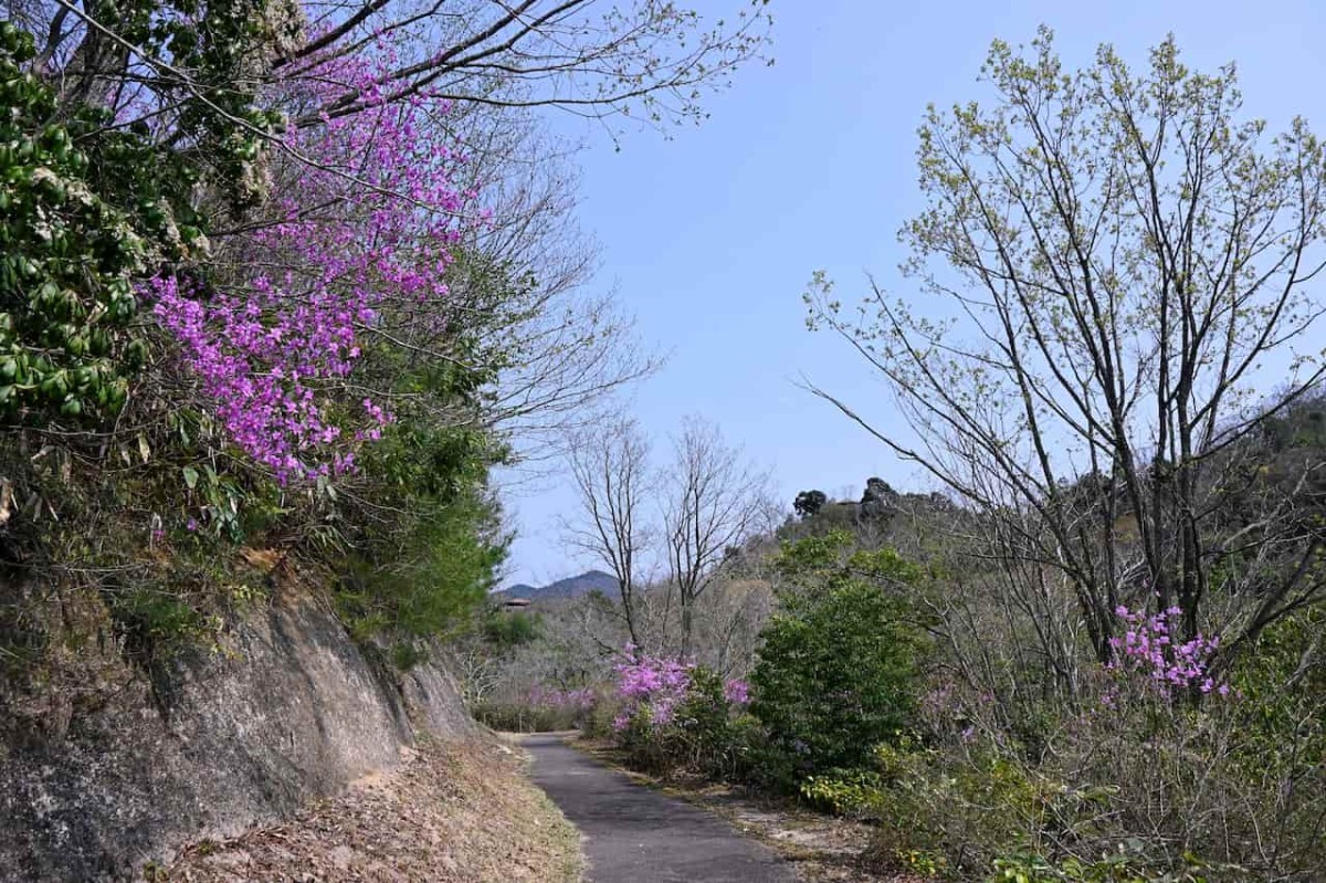 島根県安来市にある『野だたらと椿の里』の遊歩道の様子