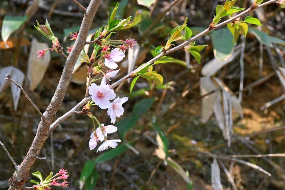 島根県安来市にある『野だたらと椿の里』に咲いていた花