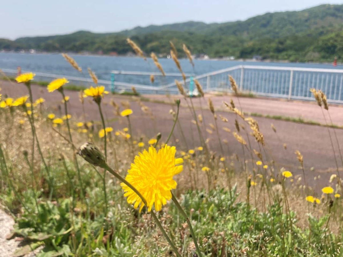 鳥取県境港市にある『弥生緑地』に咲く花