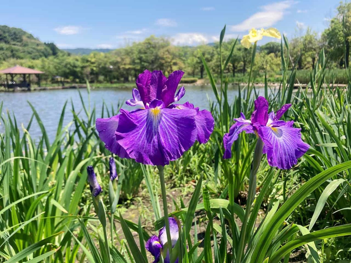 鳥取県東伯郡湯梨浜町にある『あやめ池公園』に咲く花