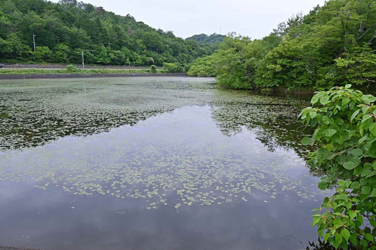 鳥取県八頭郡八頭町にある『郡家オアシス公園』のため池