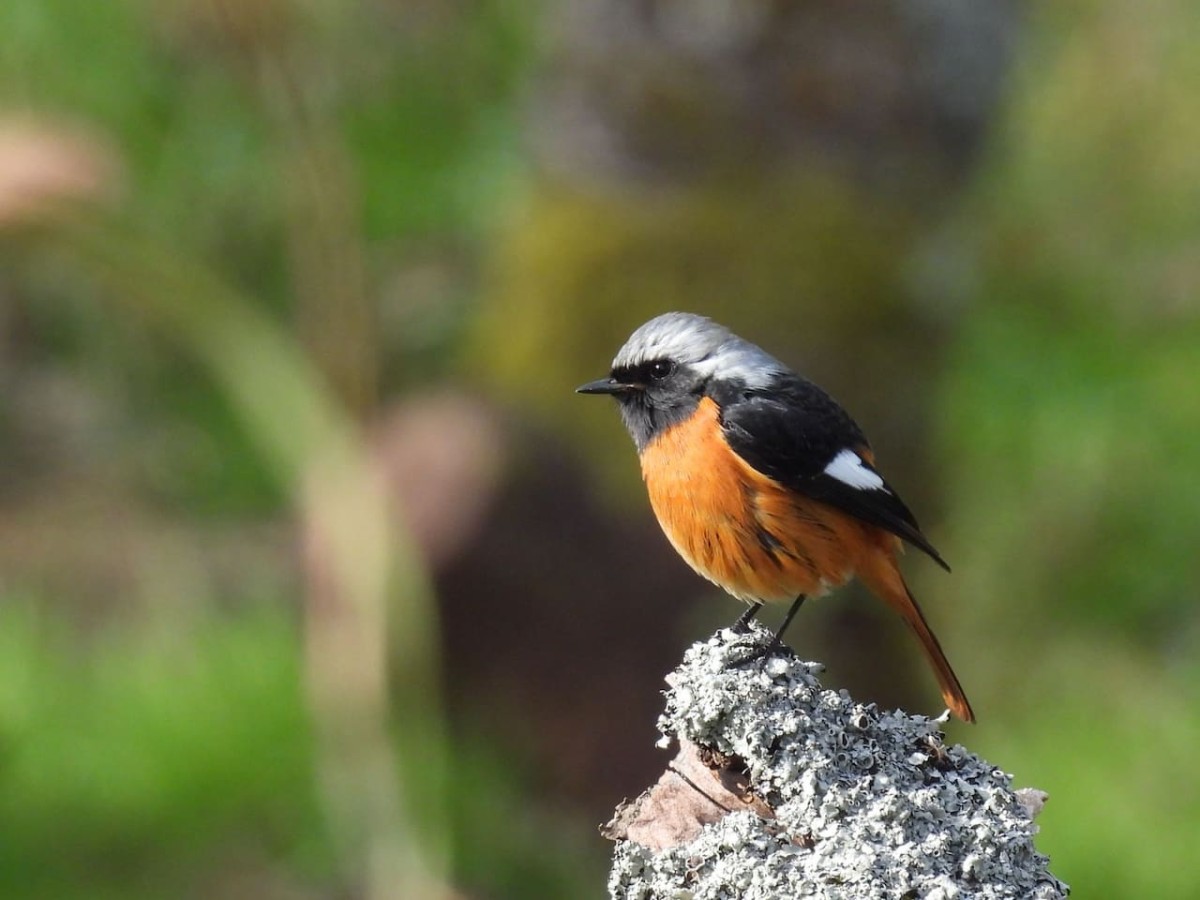 島根県安来市広瀬町の秋の風景