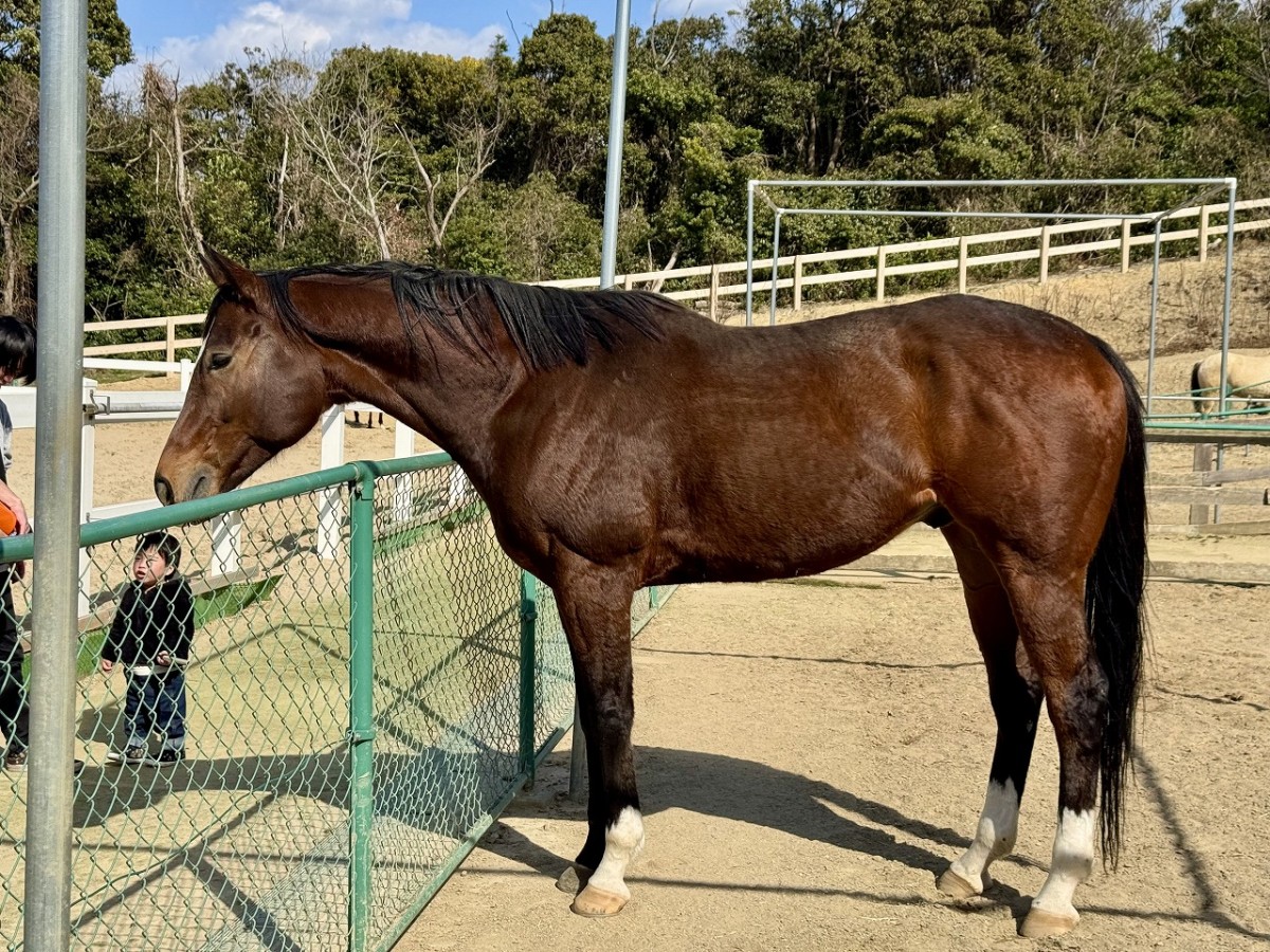 島根県益田市にある『さんさん牧場』の動物