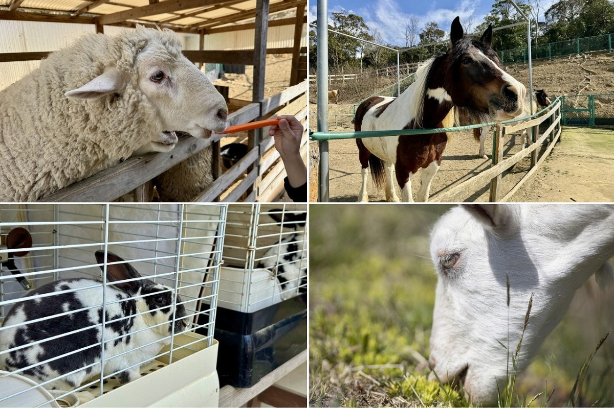 島根県益田市にある『さんさん牧場』の動物