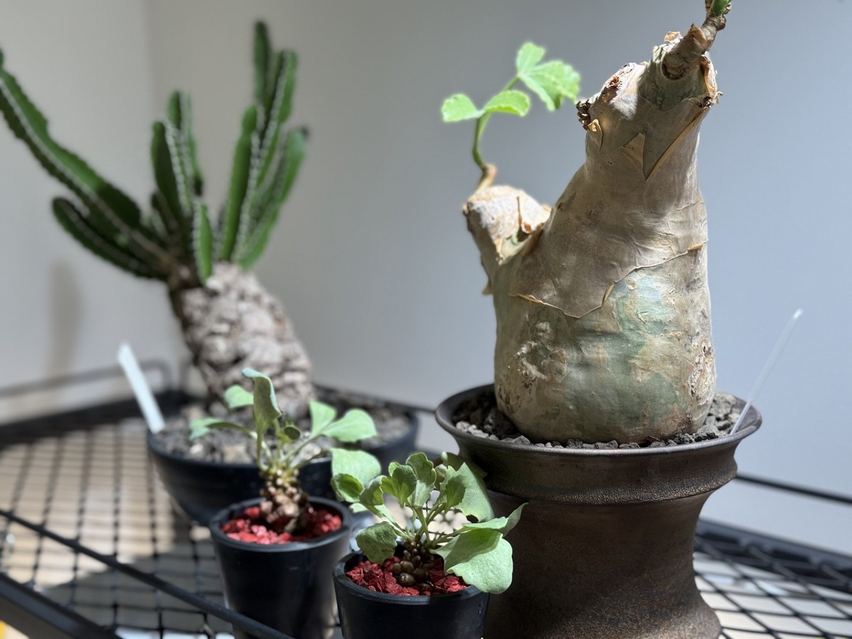 島根県出雲市にあるプラントショップ『Collect Base.str（コレクトベース）』の商品