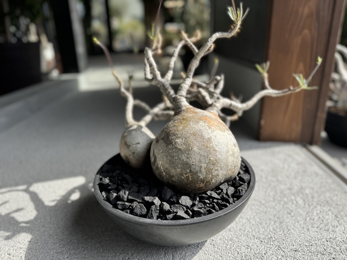 島根県出雲市にあるプラントショップ『Collect Base.str（コレクトベース）』の商品