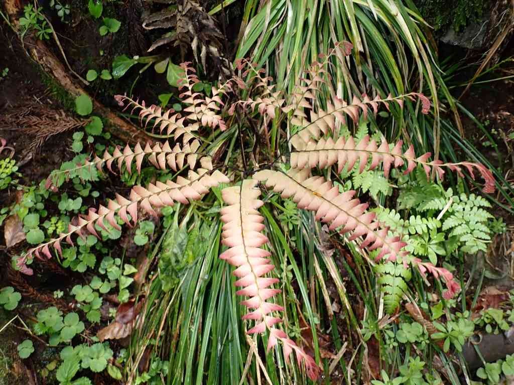 鳥取県八頭郡若桜町のイベント「【要予約】スペシャル観察会「春の植物観察」」のイメージ