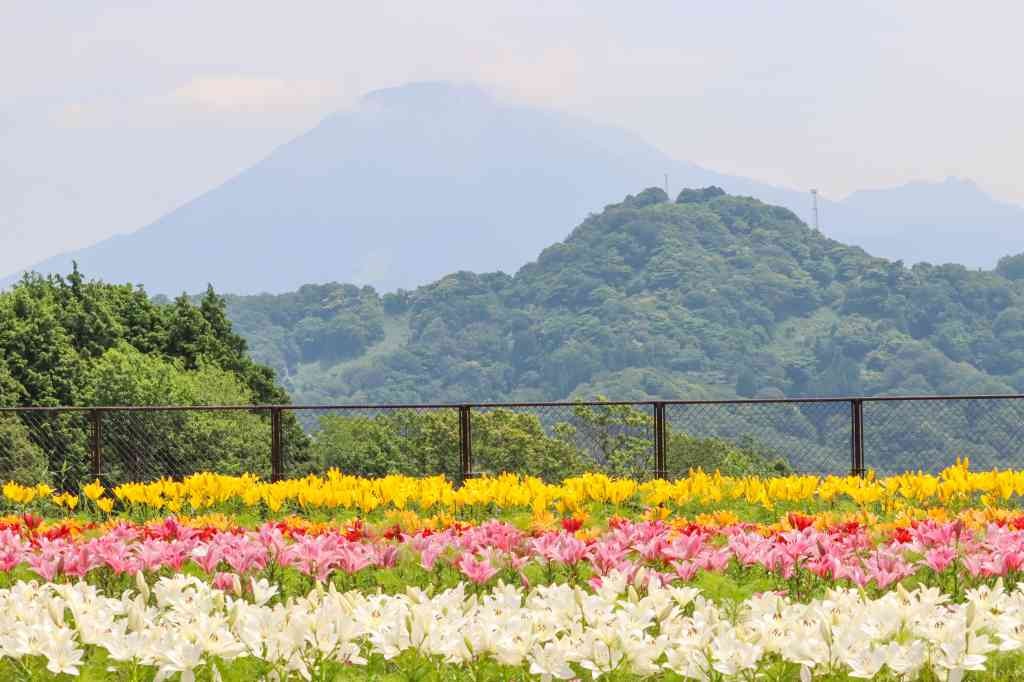 鳥取県西伯郡南部町のイベント「ゆりまつり」のイメージ