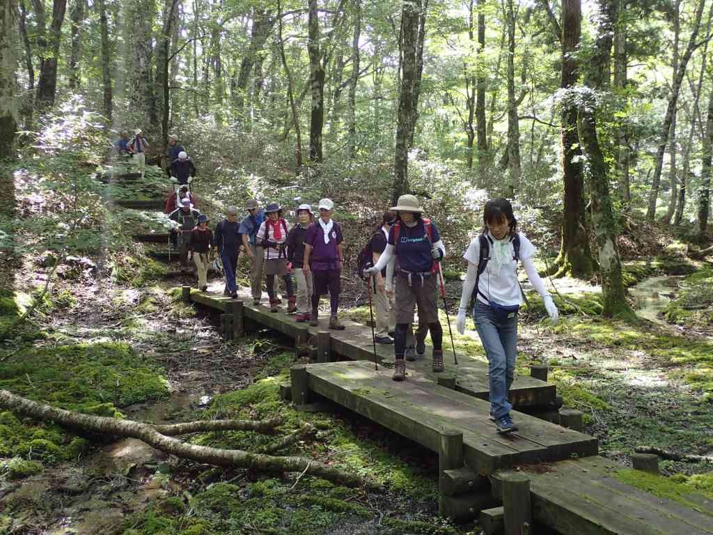 鳥取県八頭郡若桜町のイベント「【要予約】登山　若杉天然林を訪ねよう」のイメージ