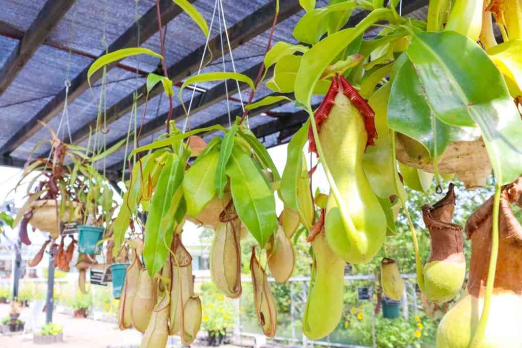 鳥取県西伯郡南部町のイベント「食虫植物展」のイメージ