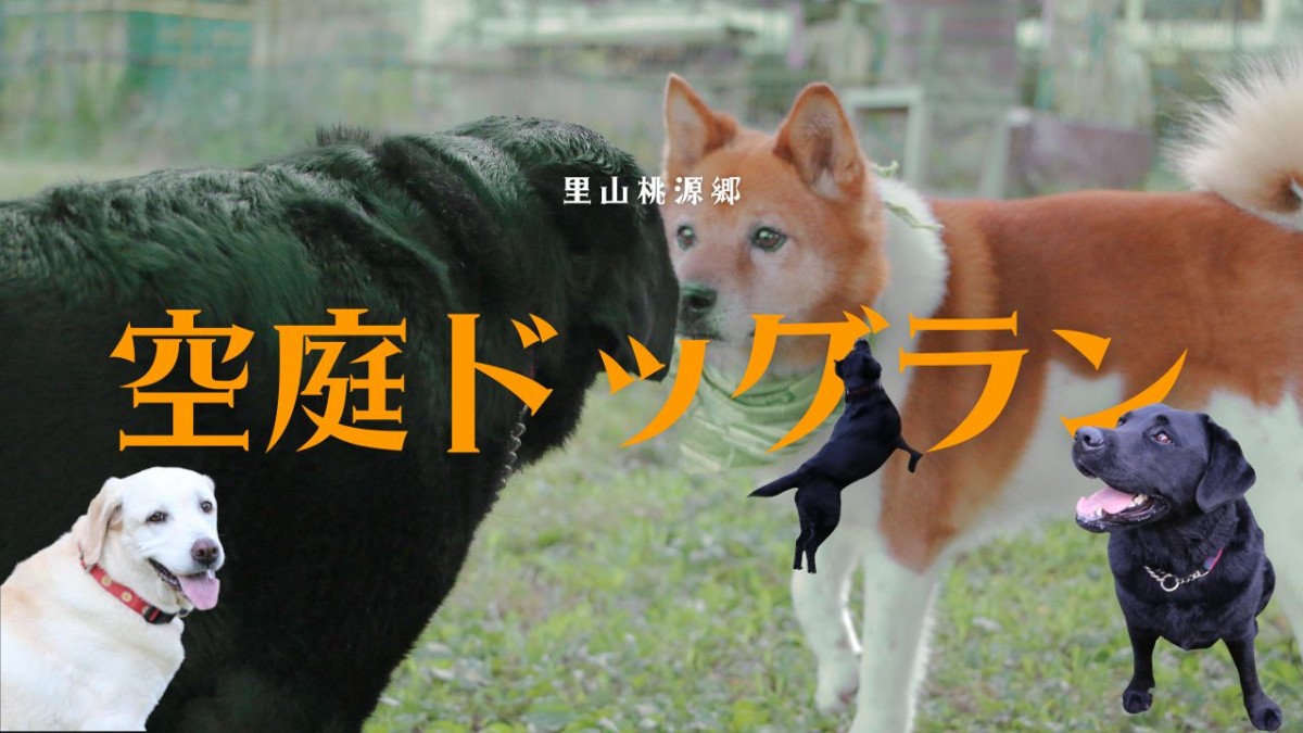 島根県大田市にある『空庭ドッグラン』のイメージ