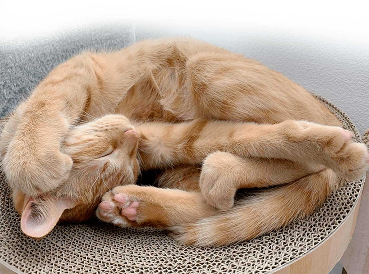 島根県松江市の『有限会社小西本店』の新商品「にゃんもにゃにゃ オールインニャンクリーム」のイメージ