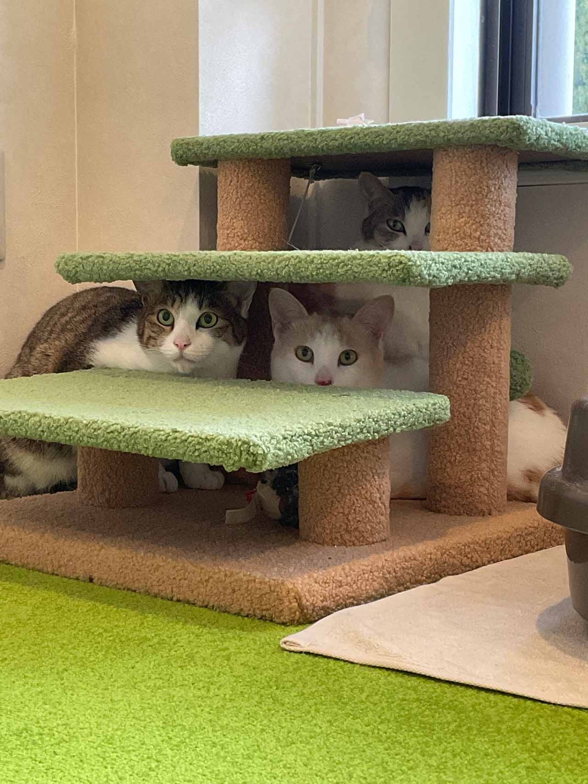 島根県松江市にオープンした『猫猫の森』の猫