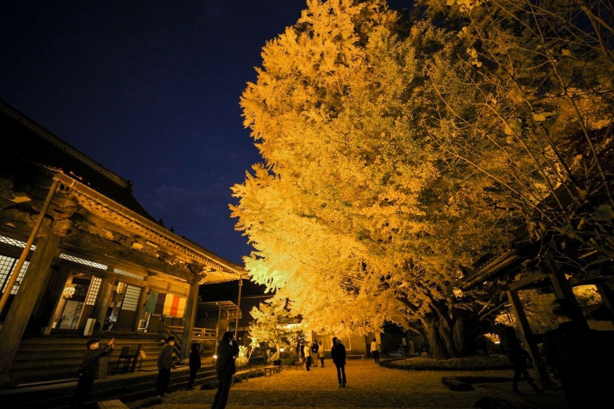 島根県大田市のイベント「西谷山 浄善寺「秋季特別ライトアップ」」のイメージ