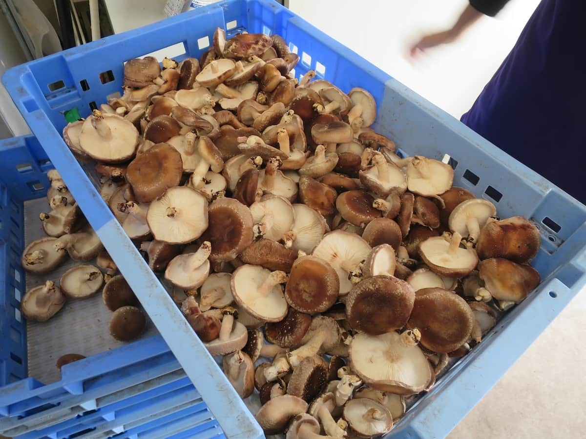 出雲市『もっちゃんFARM』のしいたけ