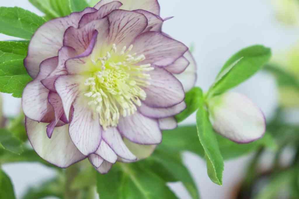 鳥取県西伯郡のイベント「クリスマスローズ展」のイメージ