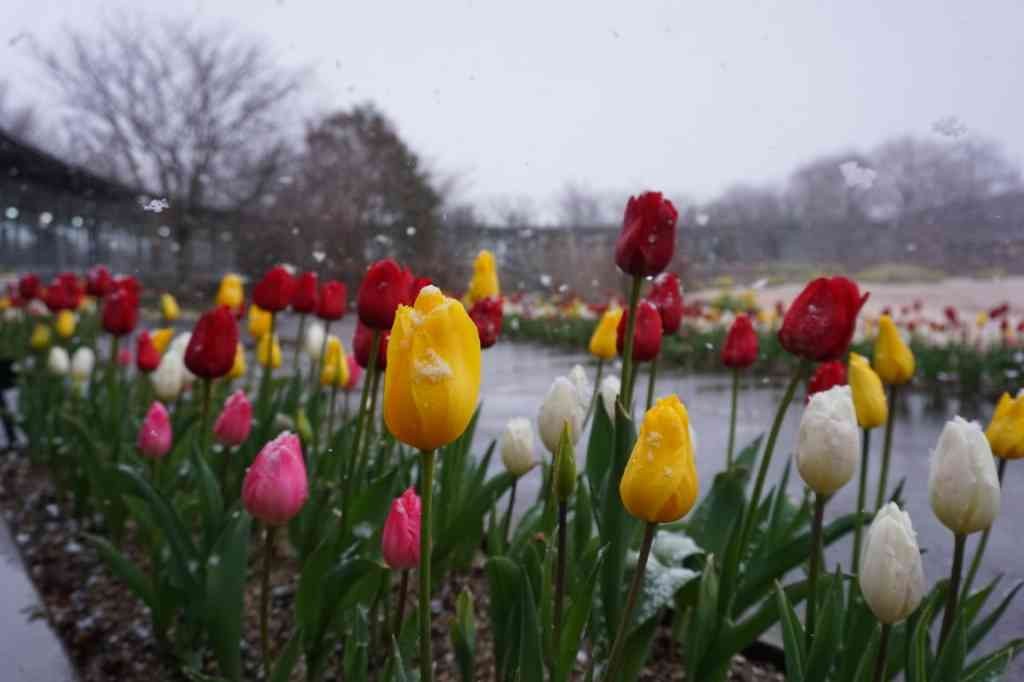 島根県出雲市のイベント「チューリップ球根抜取り体験」のイメージ