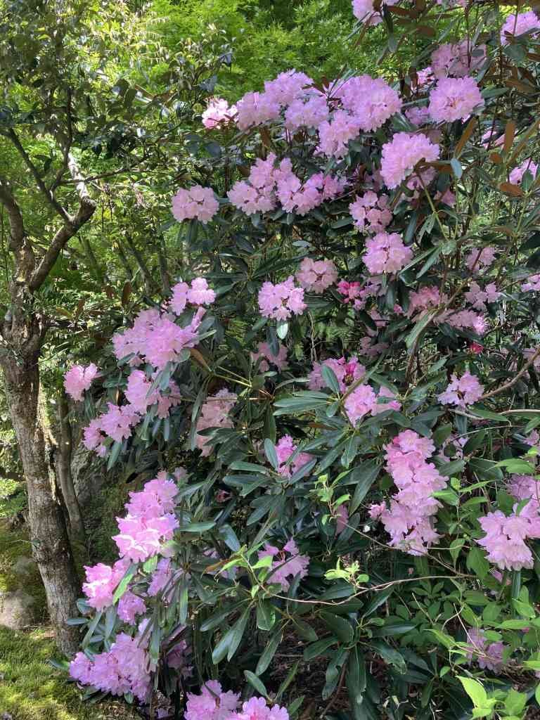 島根県雲南市のイベント「シャクナゲ見ごろ～木次町　石照庭園～」のイメージ