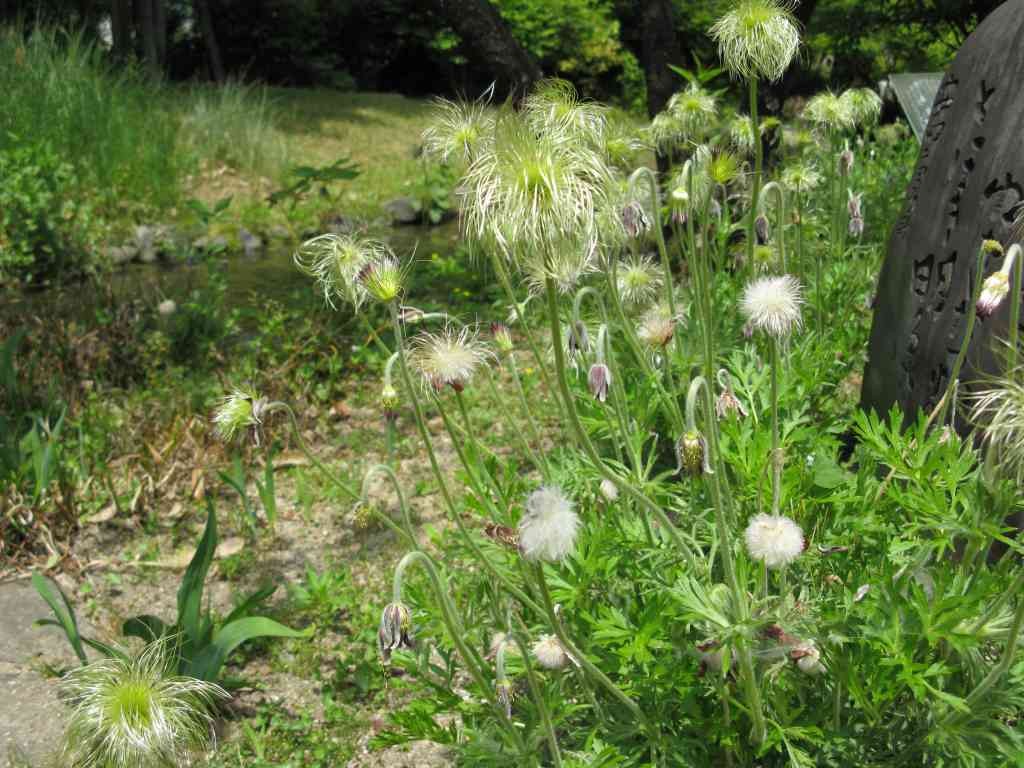 鳥取県鳥取市のイベント「【要予約】万葉と神話の庭散策講座「万葉植物を楽しむ」」のイメージ