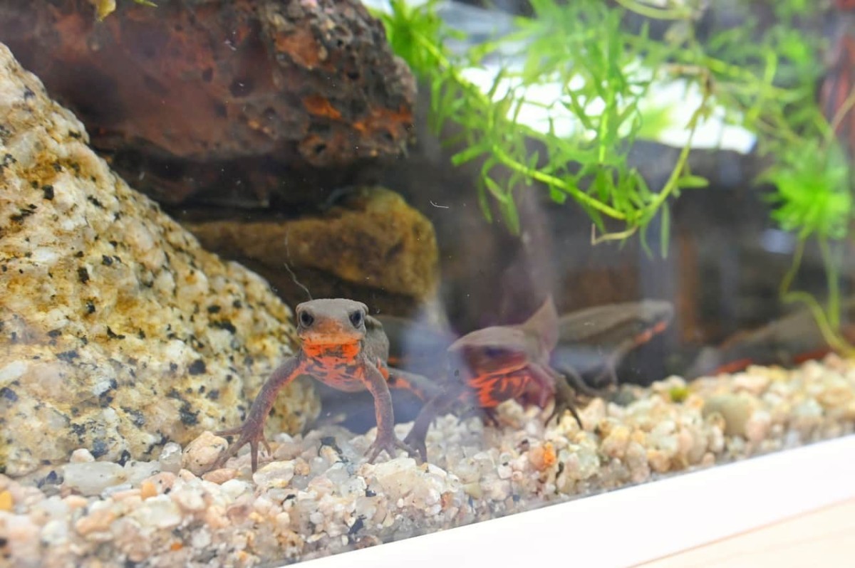 鳥取県米子市にある『元町水族館びおっと』の「アカハライモリ」
