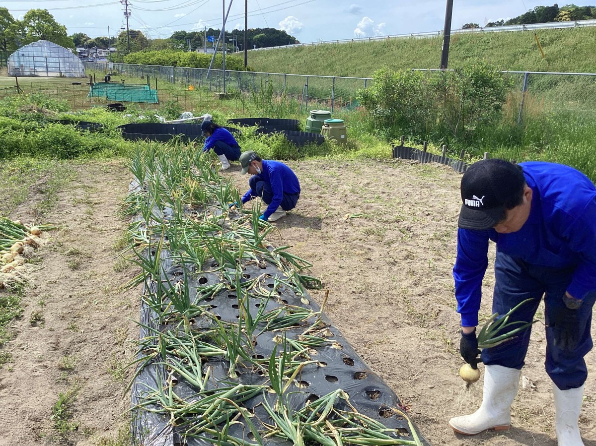 松江養護学校安来分教室の生徒が野菜を育てている様子