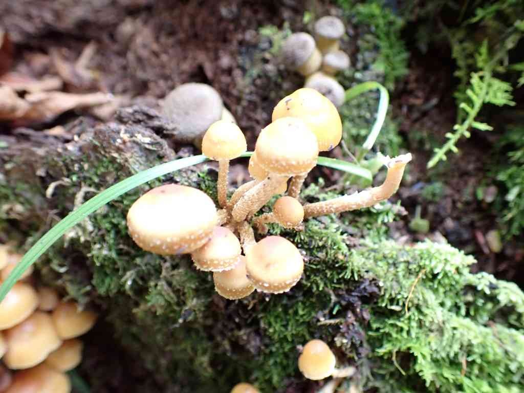 鳥取県八頭郡若桜町のイベント「【要予約】親子自然研究クラブ「キノコをみよう！」」のイメージ